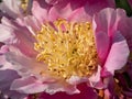 The Japanese type garden peony cultivar (Paeonia lactiflora) Eva flower blooming in summer. The outer petals